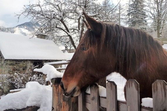Biohof Maurachgut unsere Tiere Pferd & Pony