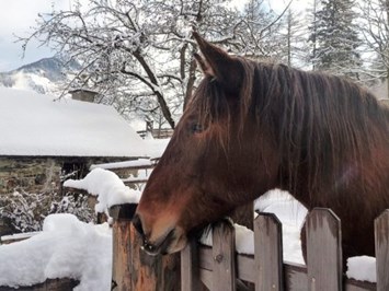 Biohof Maurachgut unsere Tiere Pferd & Pony