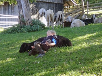 Biohof Maurachgut unsere Tiere Schafe und Ziege