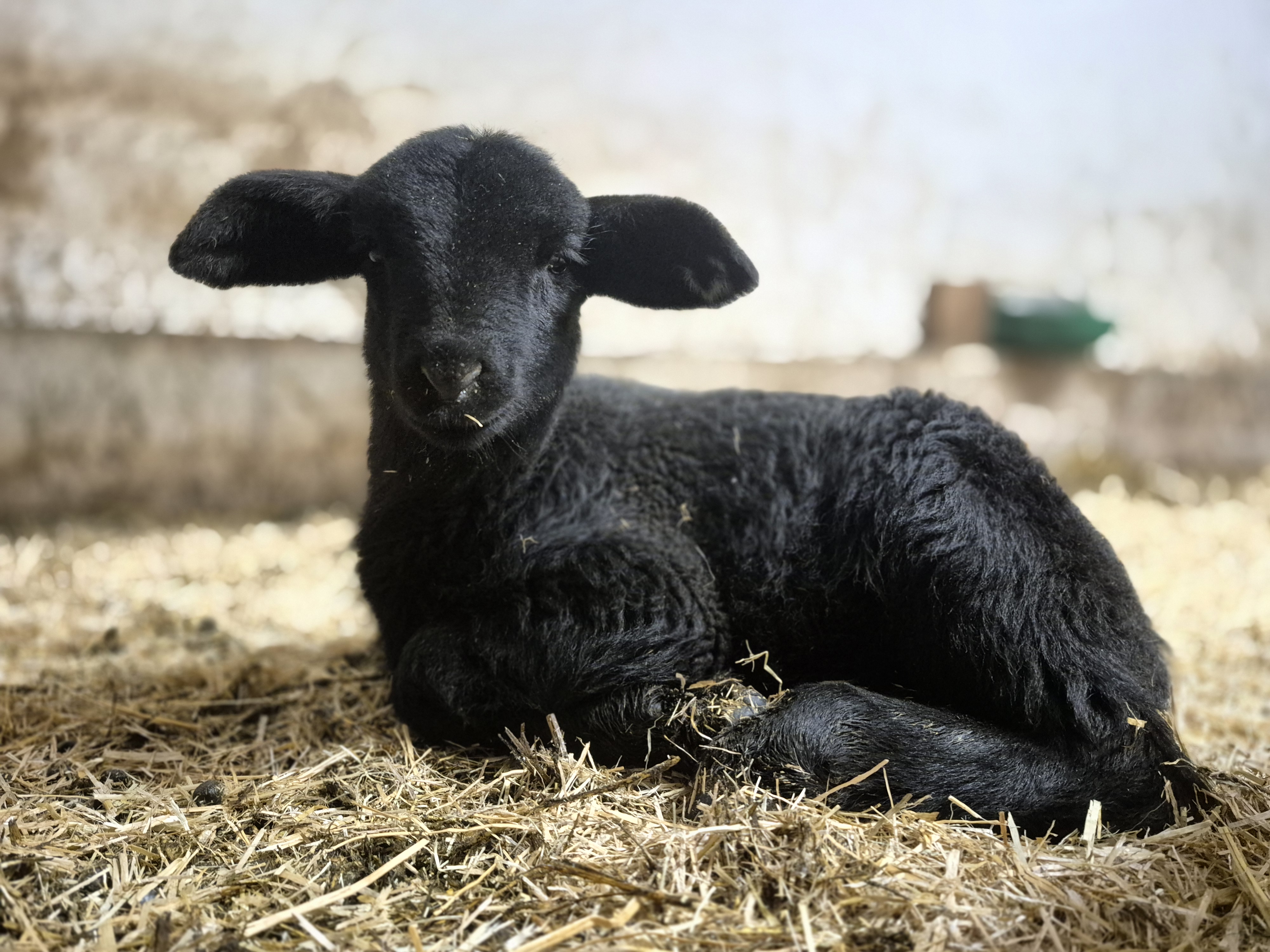 Ferien Bauernhof: Es gibt immer wieder Nachwuchs am Maurachgut - Biohof Maurachgut - Bauernhof, Tiere