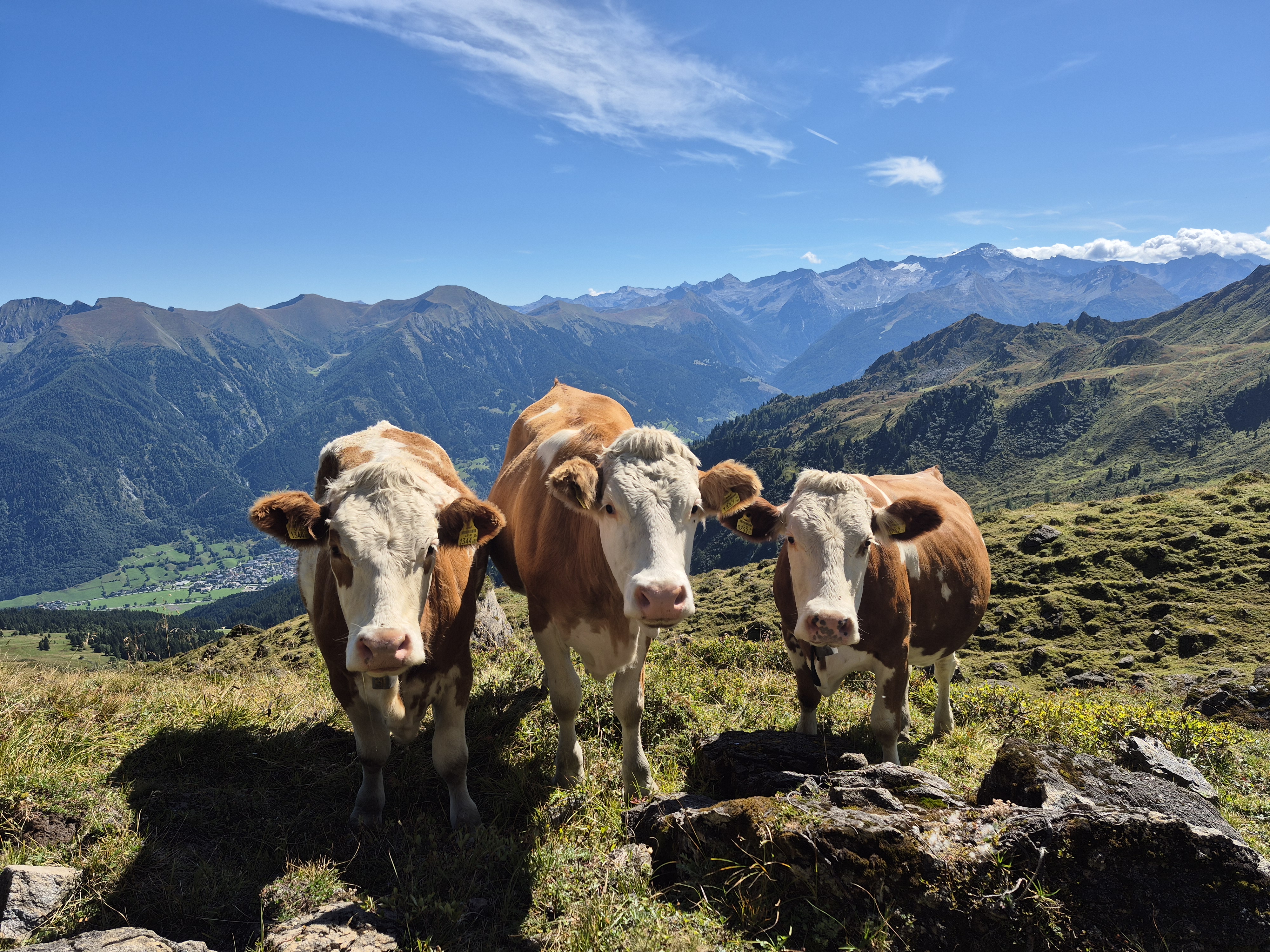 Ferien Bauernhof: Almausflug  - Biohof Maurachgut - Tiere