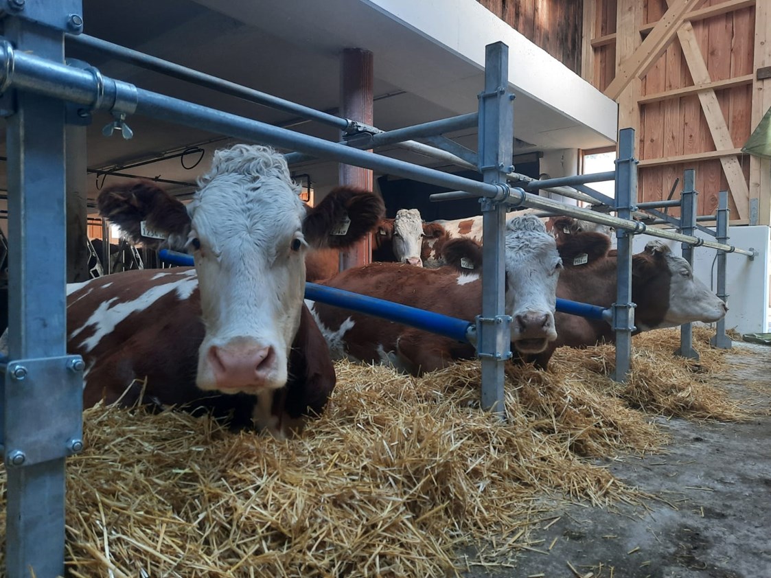 Ferien Bauernhof: Unsere Kühe im neuen Laufstall - Biohof Maurachgut