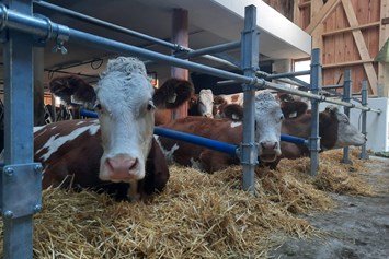 Ferien Bauernhof: Unsere Kühe im neuen Laufstall - Biohof Maurachgut