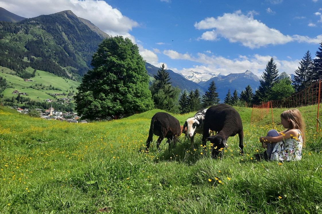 Ferien Bauernhof: Schafe beobachten und Natur genießen - Biohof Maurachgut