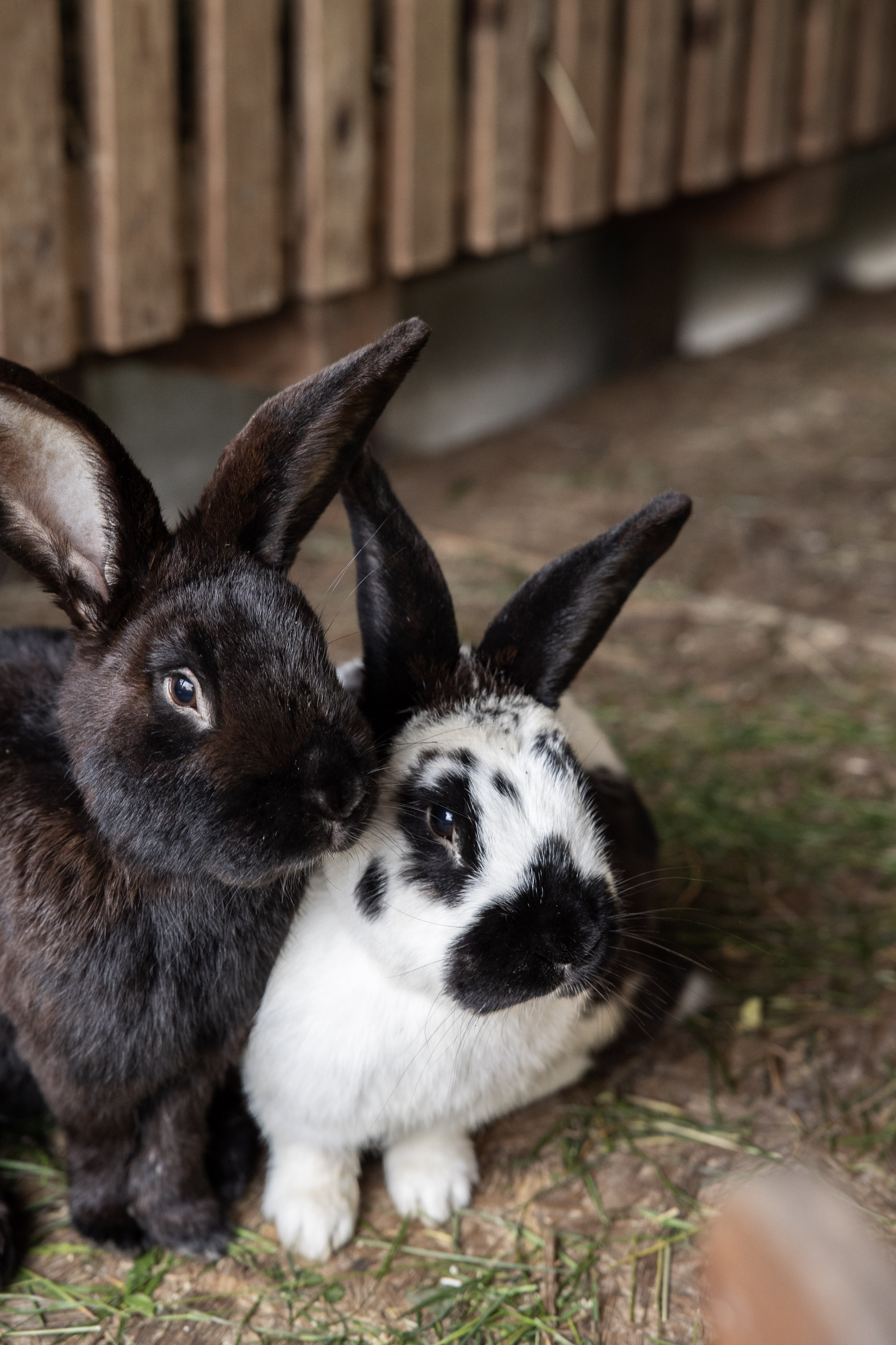Chalet E Onze dieren Konijnen