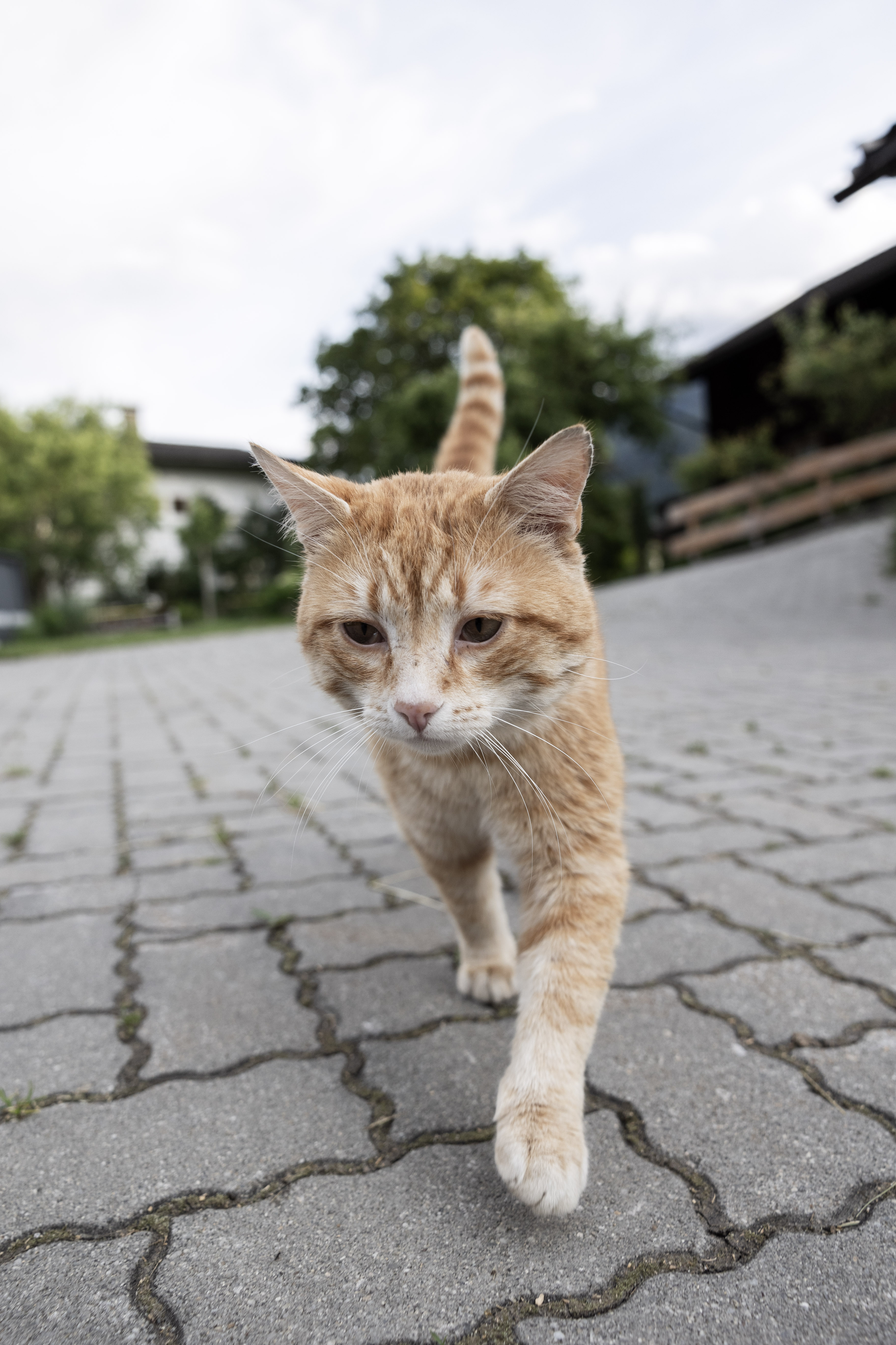 Chalet E Onze dieren Manfred