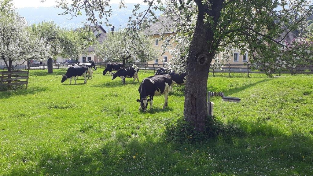 Ferienhaus Strohschneider Our animals Cows