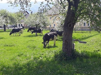 Ferienhaus Strohschneider unsere Tiere Kühe