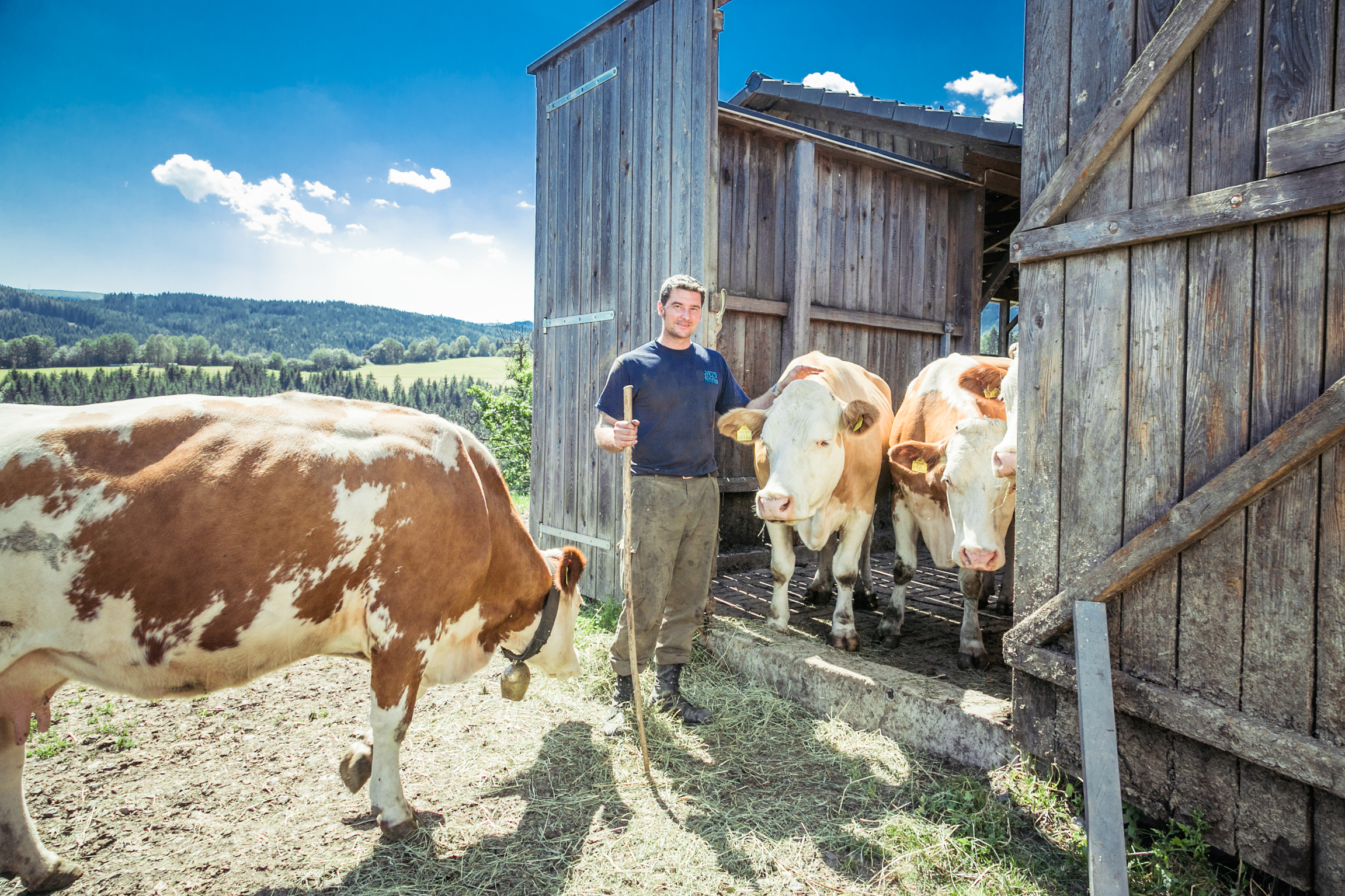 BIO - Hotel - Alpengasthof Koralpenblick unsere Tiere Rinder