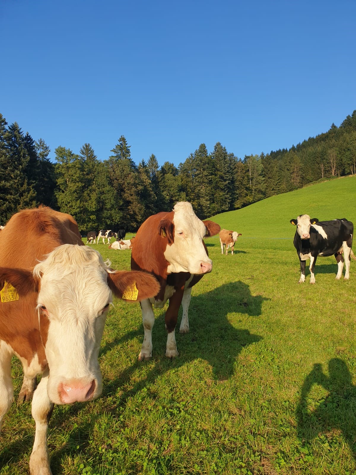 Oberhaslachhof I nostri animali Le nostre mucche