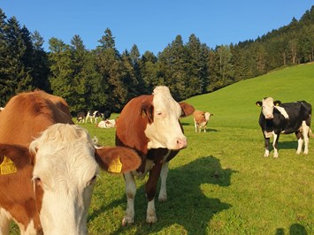 Oberhaslachhof I nostri animali Le nostre mucche