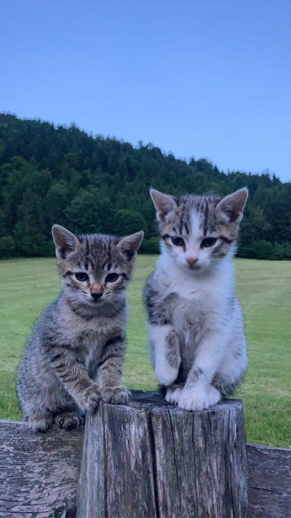 Oberhaslachhof Onze dieren Onze katten