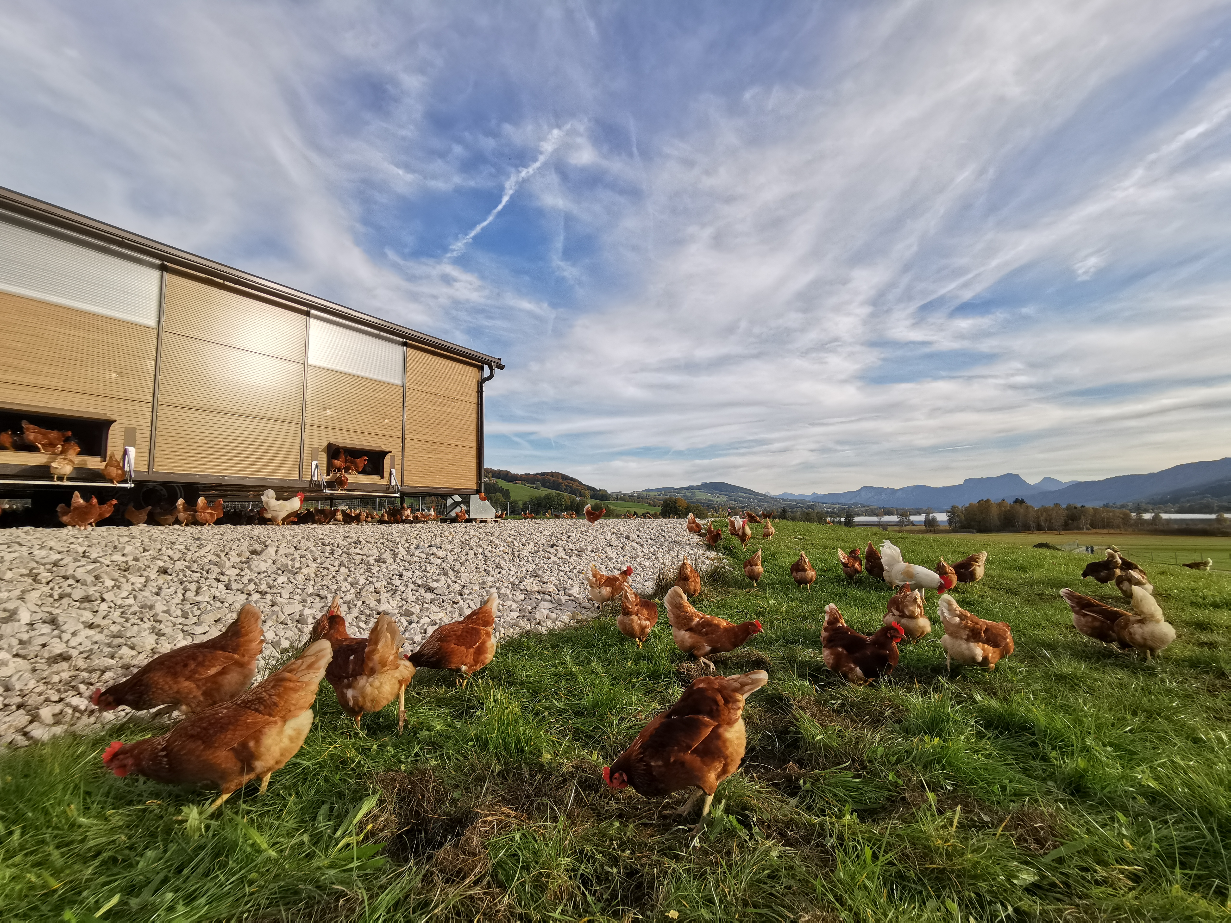 Sunnhof Naše živali Tavajoče kokoši