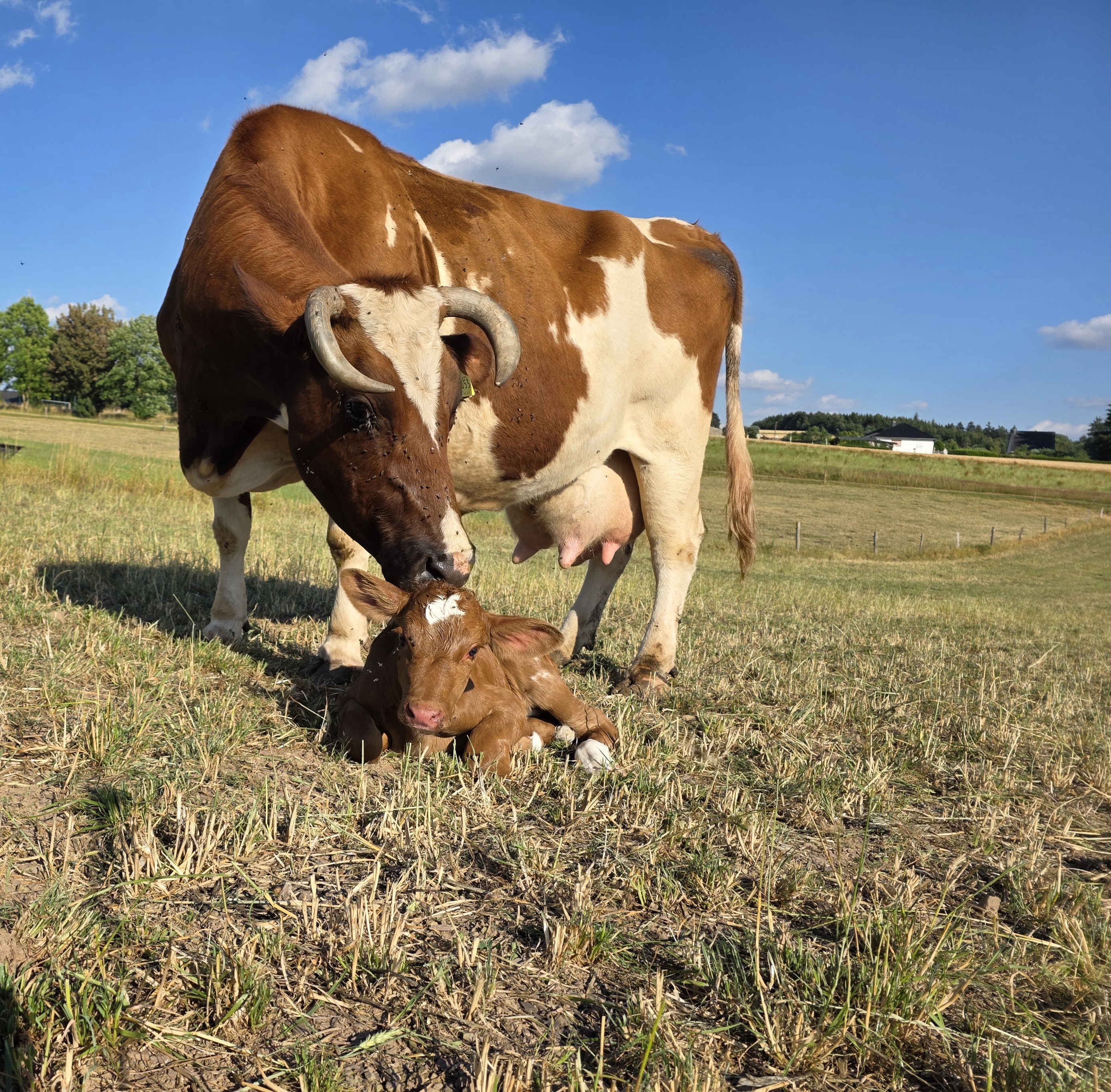 Urlaub auf dem Bauernhof - Eifel - Alle Kälbchen kommen auf der Weide zur Welt - Ferienwohnungen Marion Moos