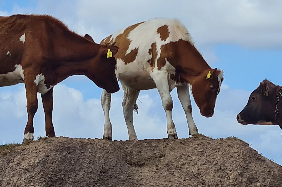 Ferien Bauernhof: Ferienwohnungen Marion Moos