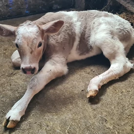 Ferien Bauernhof: Ferienwohnungen Marion Moos