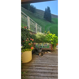 Ferien Bauernhof: Kater "Rocky" relaxt auf der Sonnenterrasse - Ferienwohnungen Perfeldhof