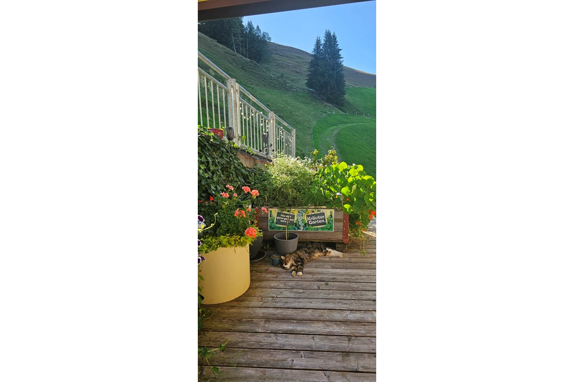 Ferien Bauernhof: Kater "Rocky" relaxt auf der Sonnenterrasse - Ferienwohnungen Perfeldhof