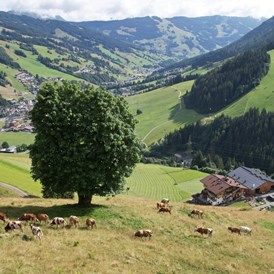Ferien Bauernhof: Sommerferien in absoluter Ruhelage - direkt hinterm Haus grasen die Kühe, Kälber und Ziegen - Ferienwohnungen Perfeldhof