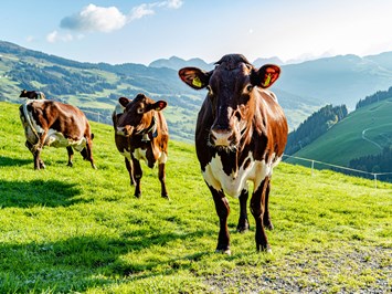 Ferienwohnungen Perfeldhof unsere Tiere Unsere Milchkühe