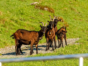Ferienwohnungen Perfeldhof Our animals Pinzgauer goats