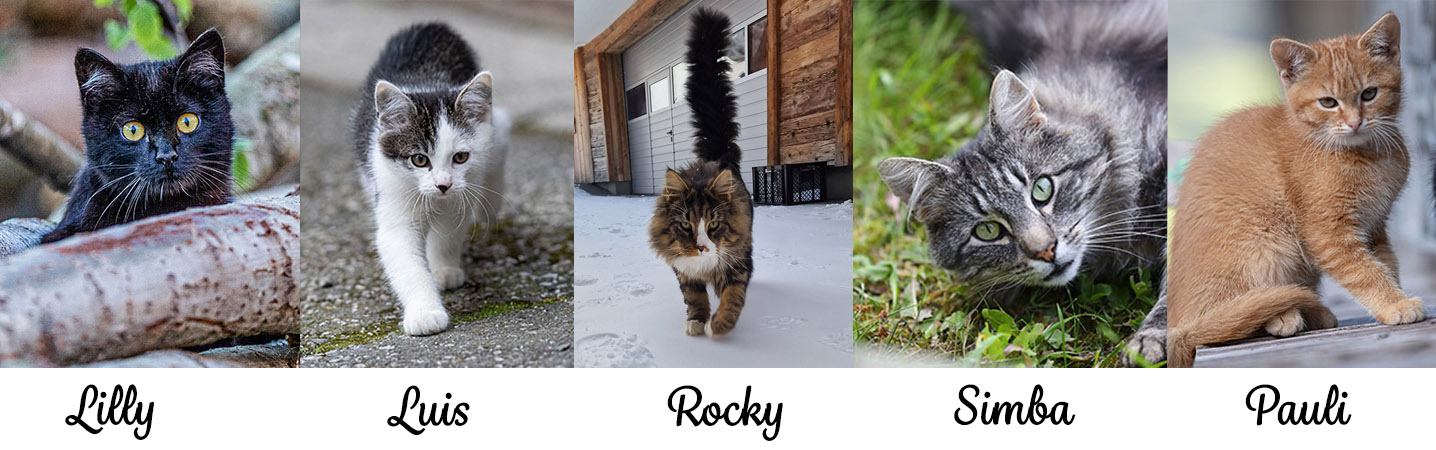 Ferienwohnungen Perfeldhof Nos animaux Nos 5 chats