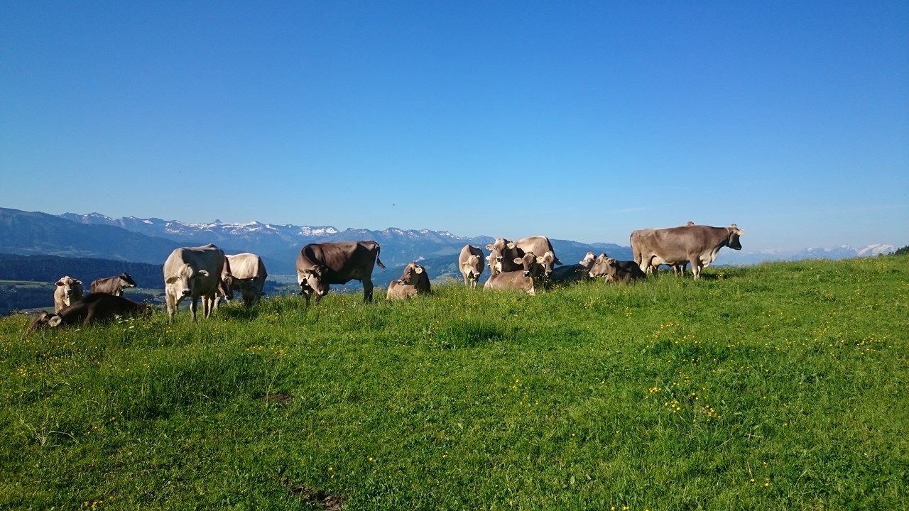 Haus Adlerhorst unsere Tiere Kühe