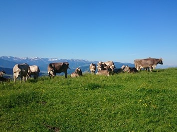 Haus Adlerhorst unsere Tiere Kühe