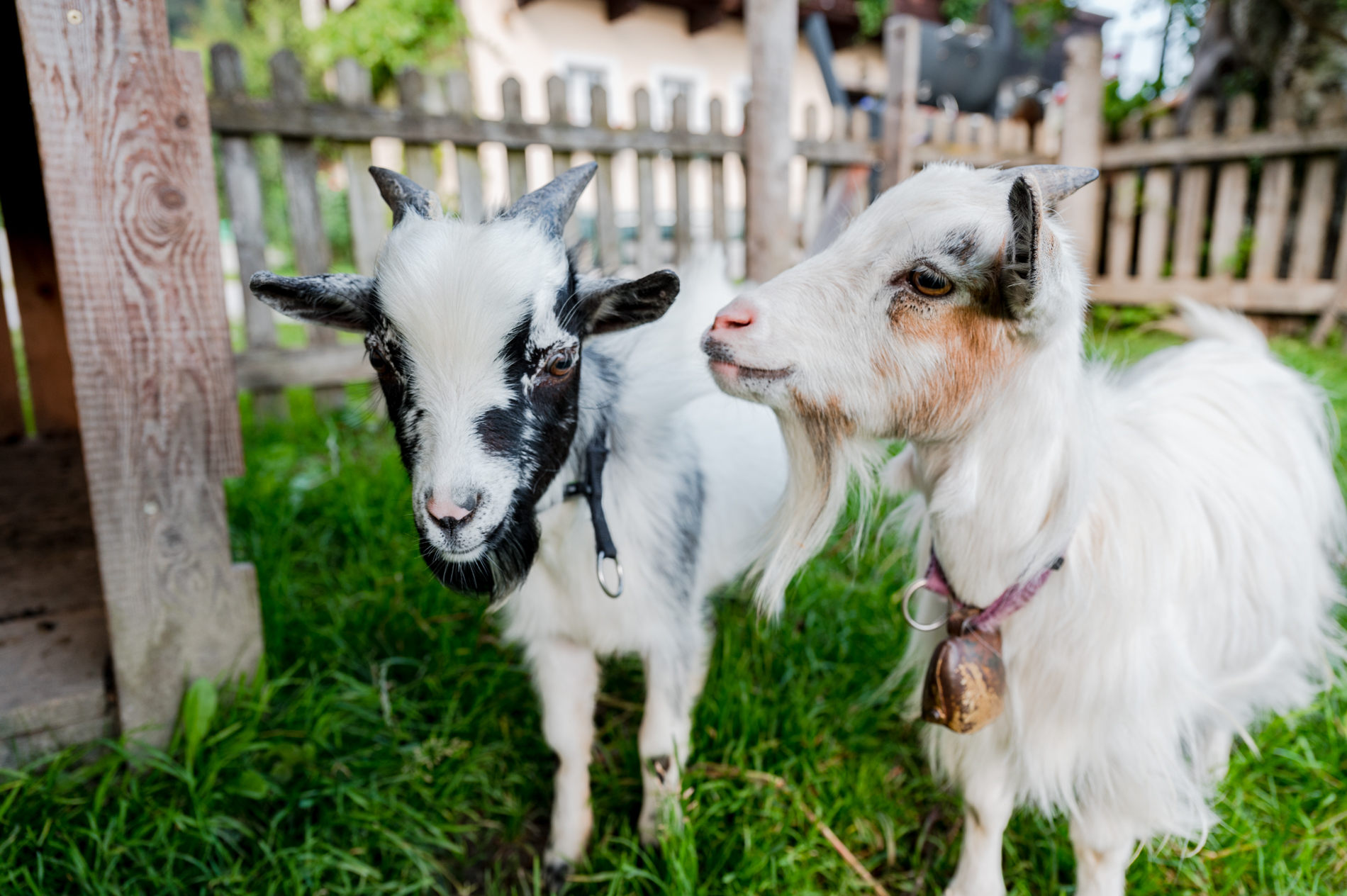 Familienbauernhof Göttfriedbauer Naše živali Koze