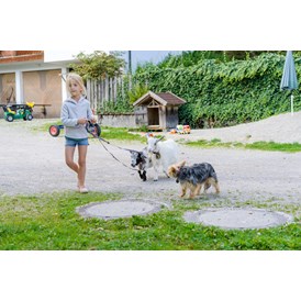 Ferien Bauernhof: Spaziergang mit den Miniziegen
 - Bio-Familienbauernhof Göttfriedbauer