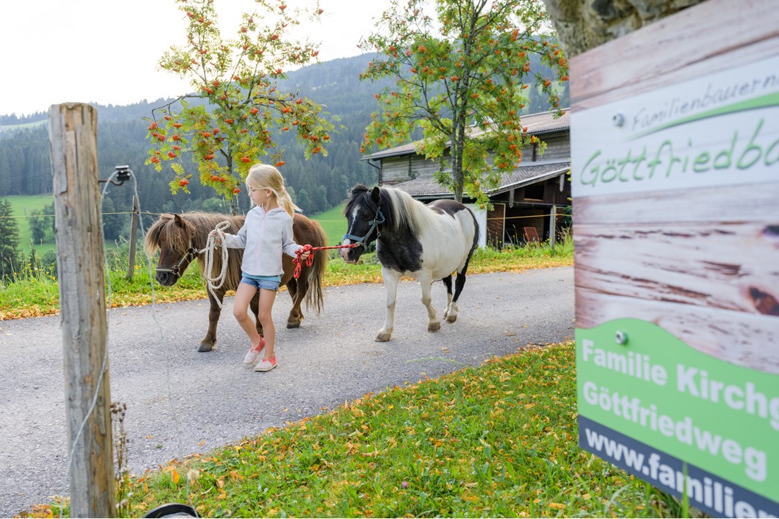 Ferien Bauernhof: Die Ponys kommen auf die Weide - Bio-Familienbauernhof Göttfriedbauer