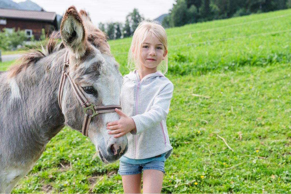Ferien Bauernhof: Esel auf der Weide - Bio-Familienbauernhof Göttfriedbauer