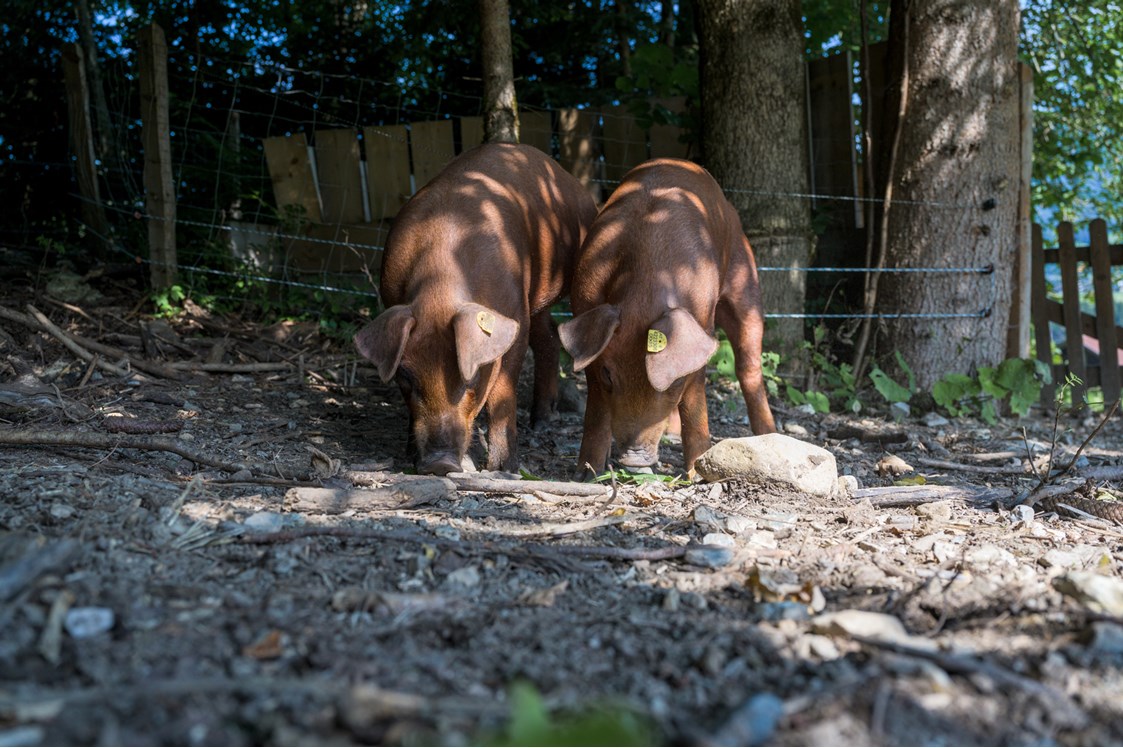 Ferien Bauernhof: Freilandschweine - Bio-Familienbauernhof Göttfriedbauer