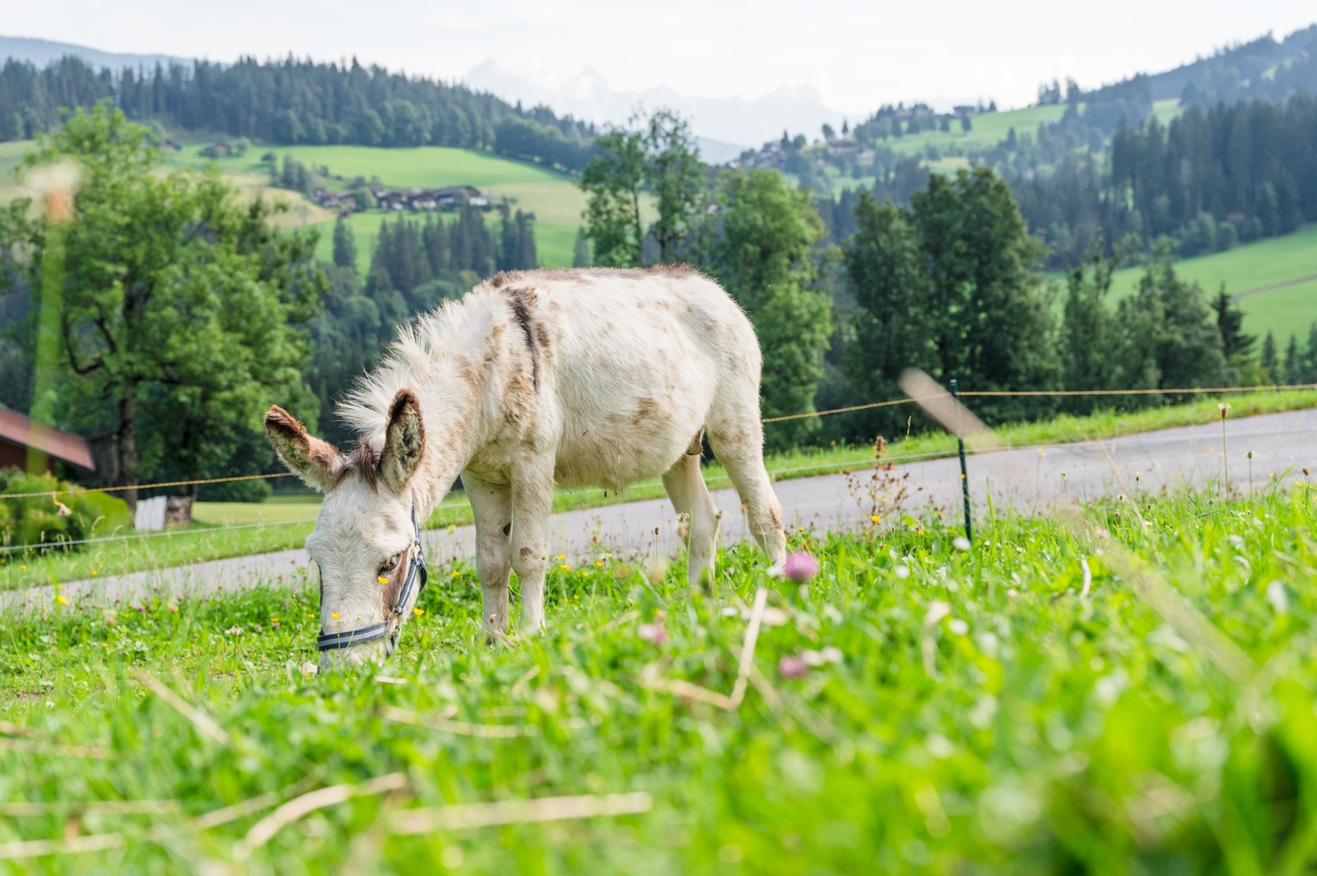 Ferien Bauernhof: Esel  - Familienbauernhof Göttfriedbauer
