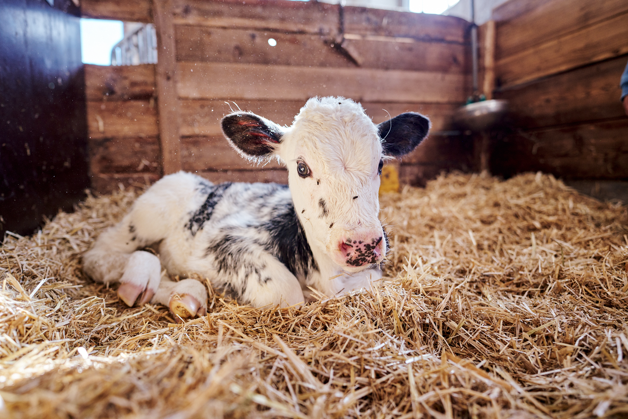 Ferien Bauernhof: Kälbchen frisch geboren - Familienbauernhof Göttfriedbauer