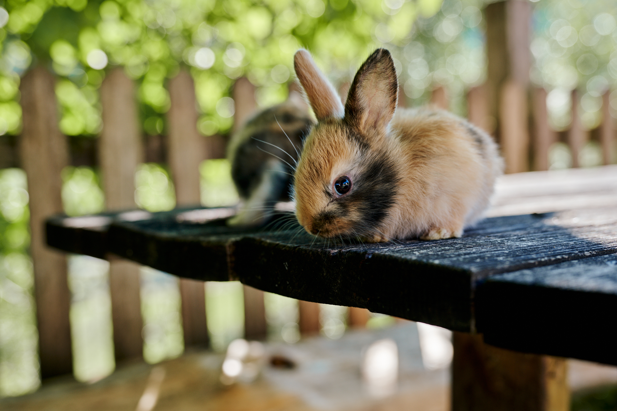 Ferien Bauernhof: Neugierige Häschen - Familienbauernhof Göttfriedbauer