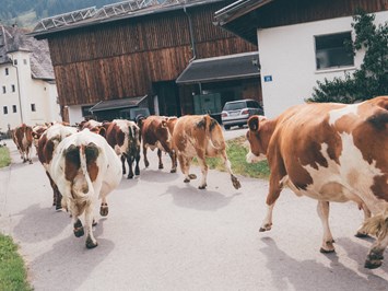 Schloss Saalhof unsere Tiere Unsere Kuhherde
