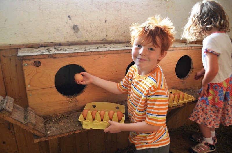 Schloss Saalhof Naše živali vsak dan sveže jajce za zajtrk