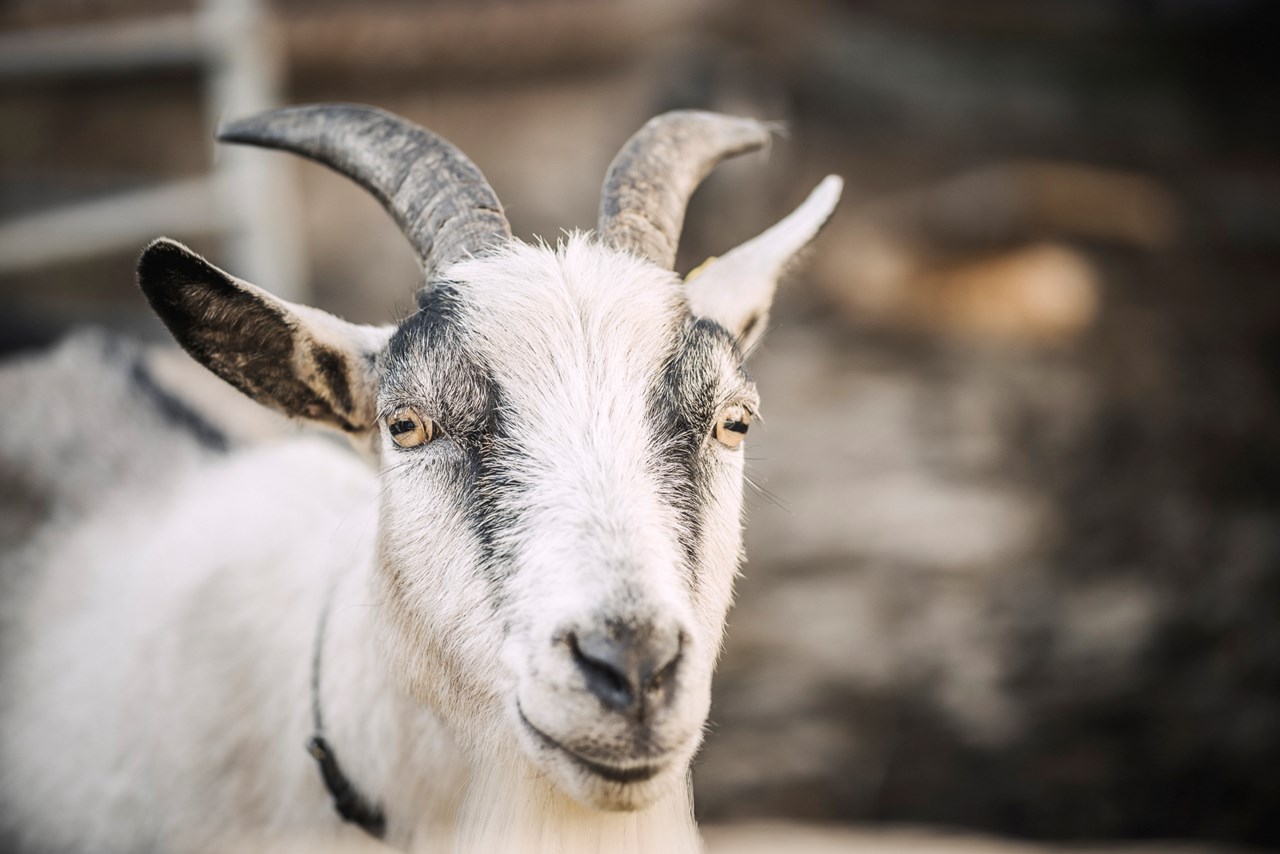 Kinderbauernhof Scharrerhof Naše živali Koza Alma