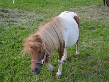 Schimpfösslhof Our animals pony