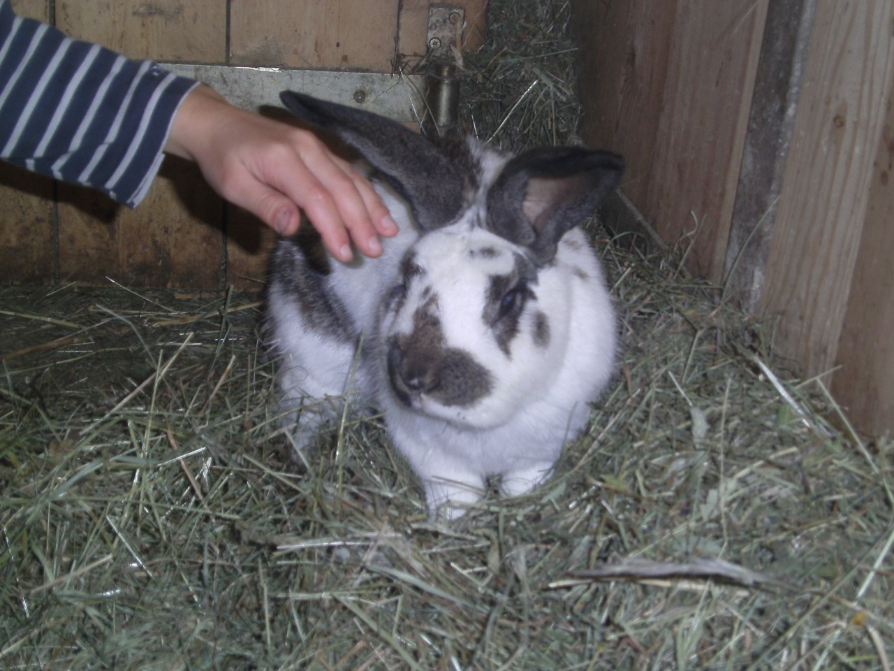 Schimpfösslhof Our animals Rabbits