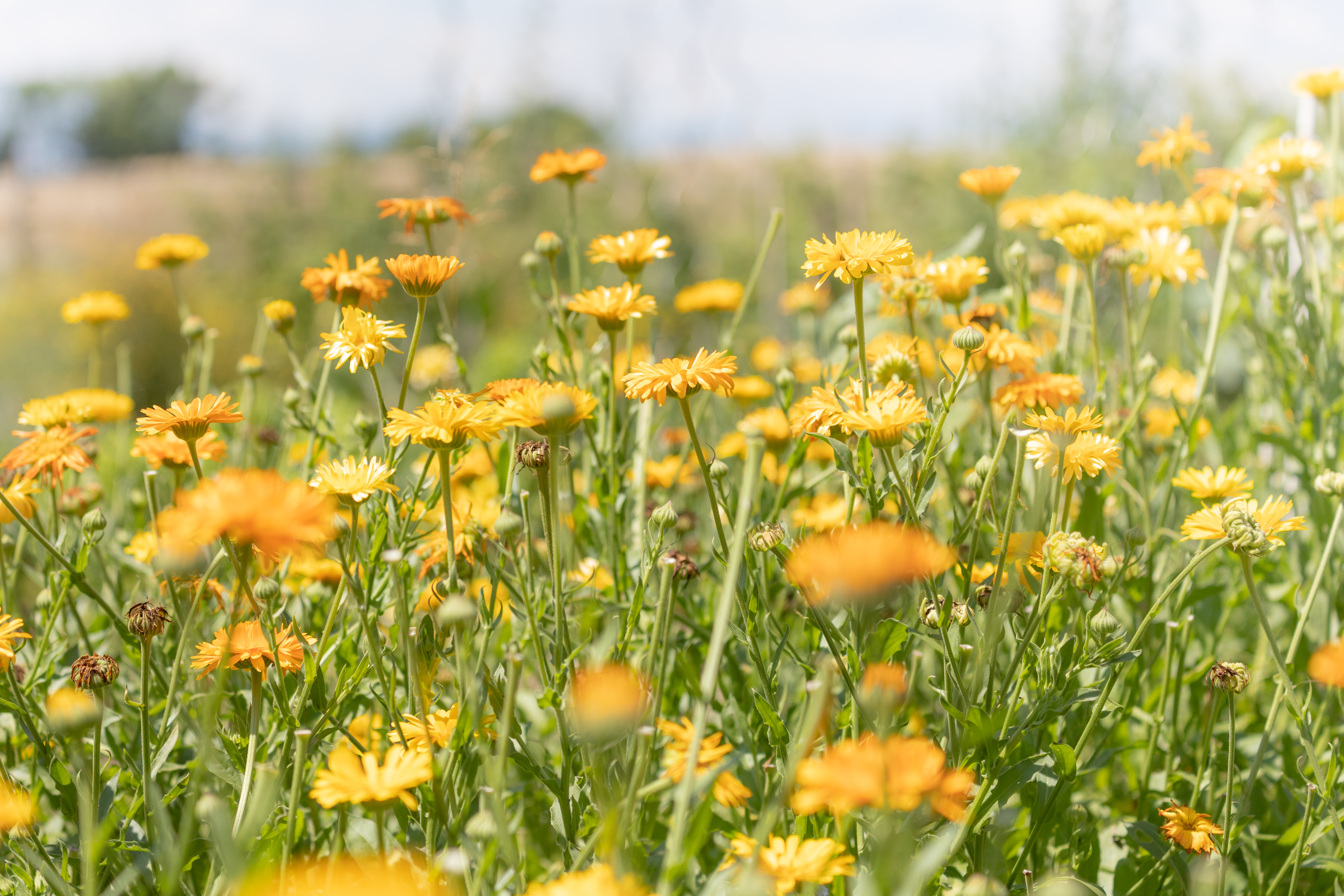 Ferien Bauernhof: Schlossgut Gundersdorf