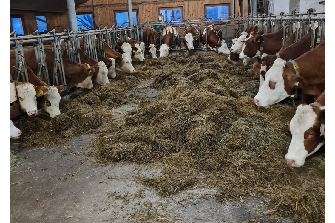 Ferien Bauernhof: Kühe - Ferienparadies Taxen