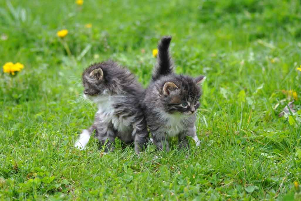 Ferienparadies Taxen Nos animaux Chats