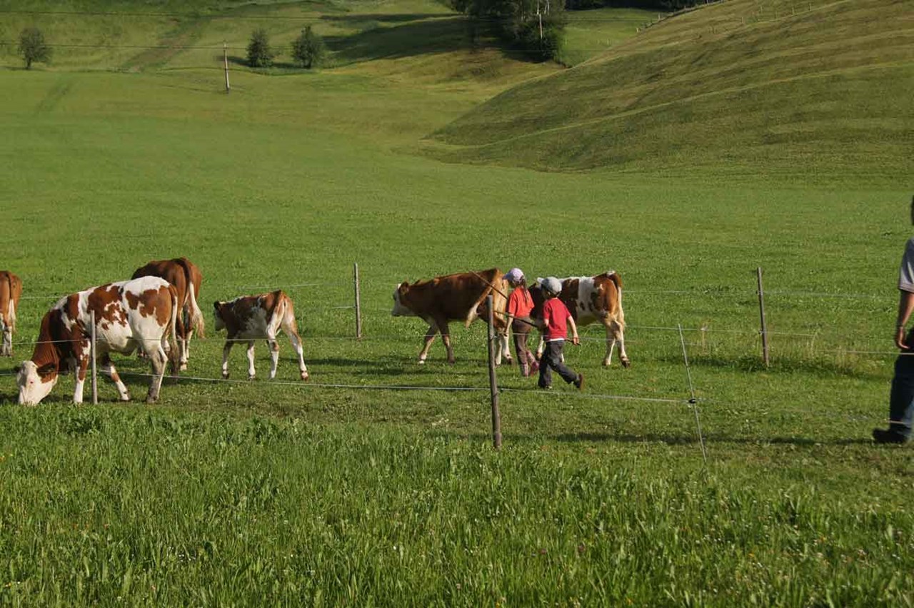 Ferienparadies Taxen unsere Tiere Kühe
