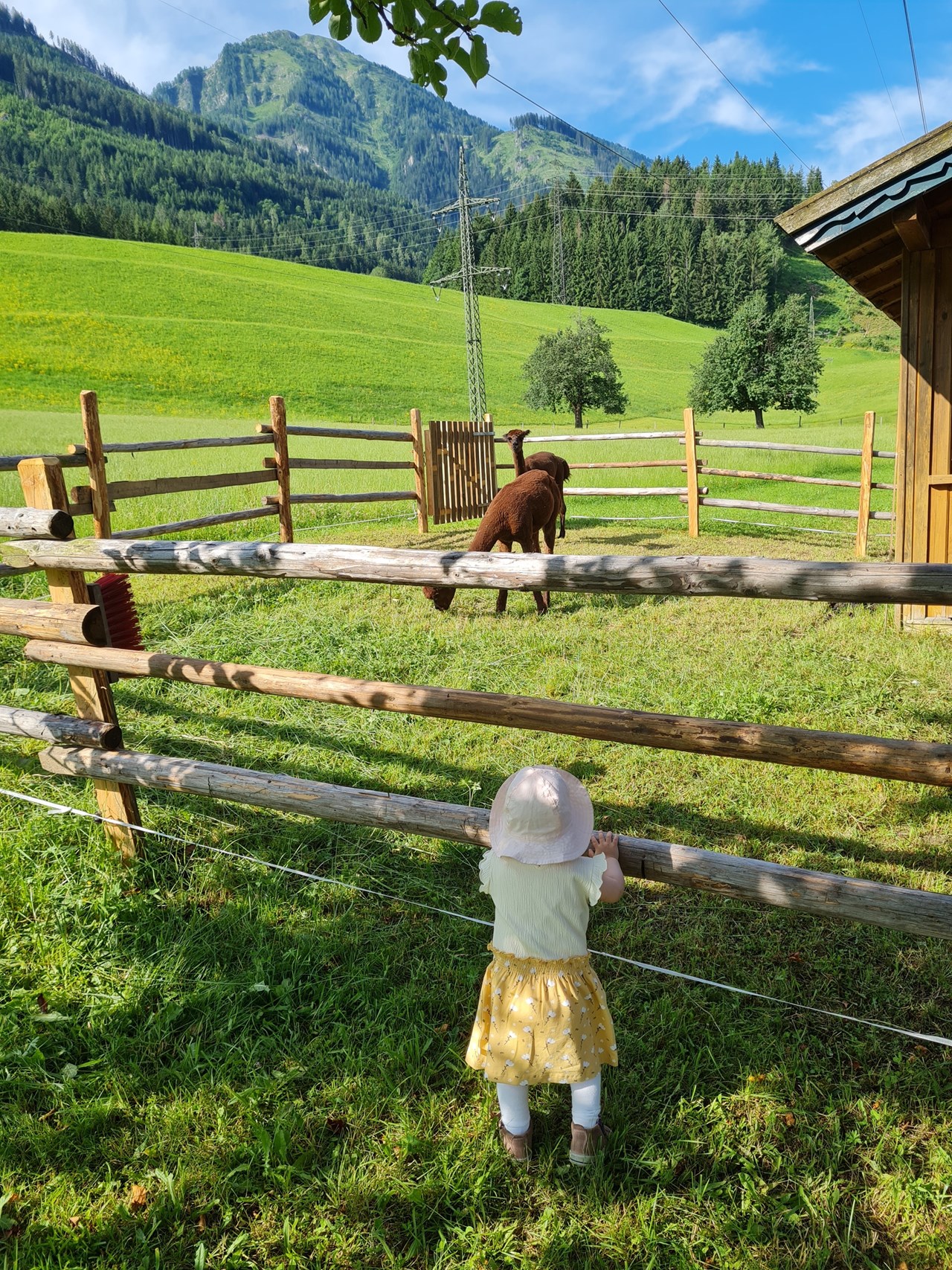 Ferienparadies Taxen Nos animaux Alpagas