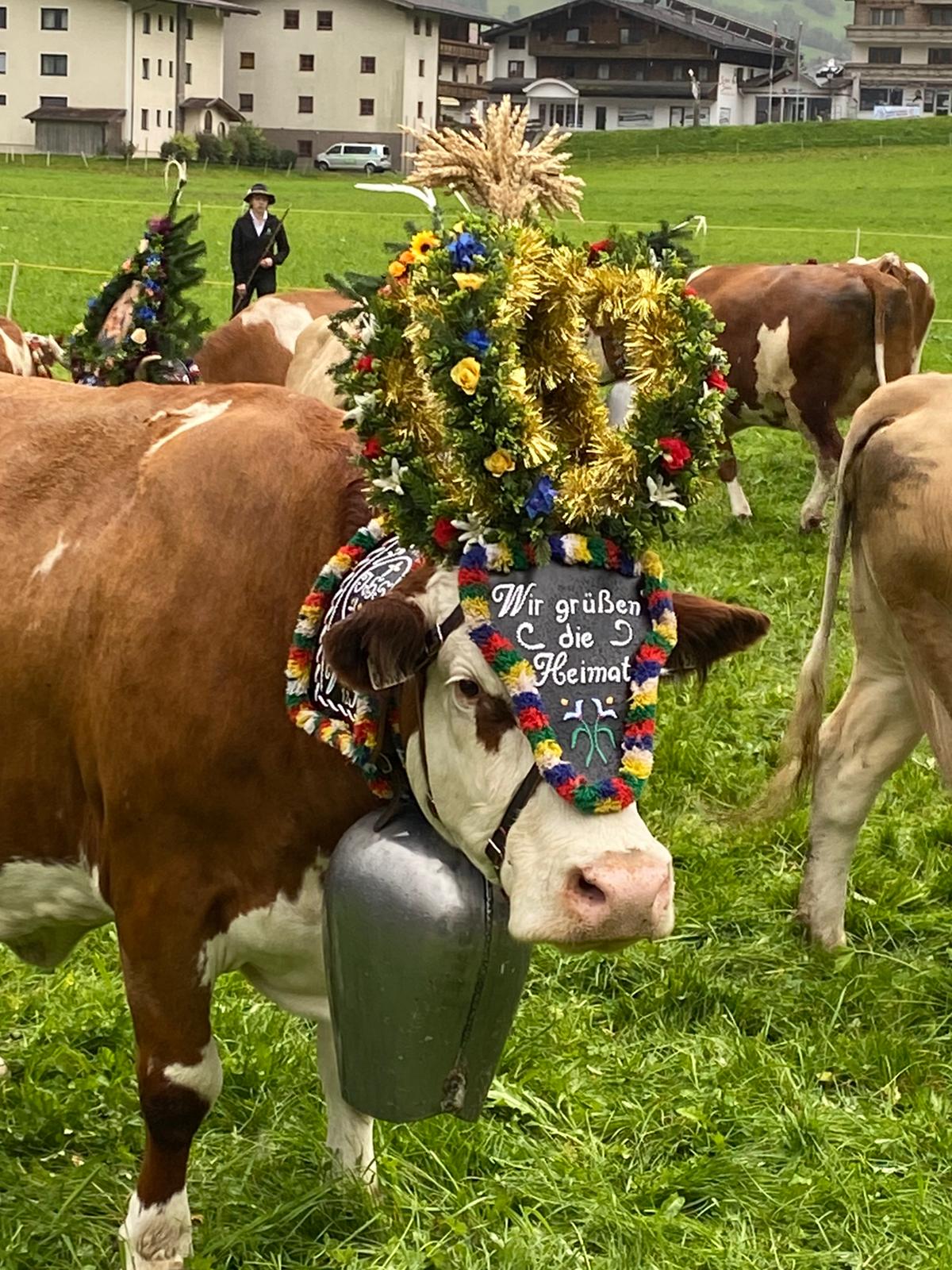 Ferien Bauernhof: unser Almabtrieb - Freihaushof