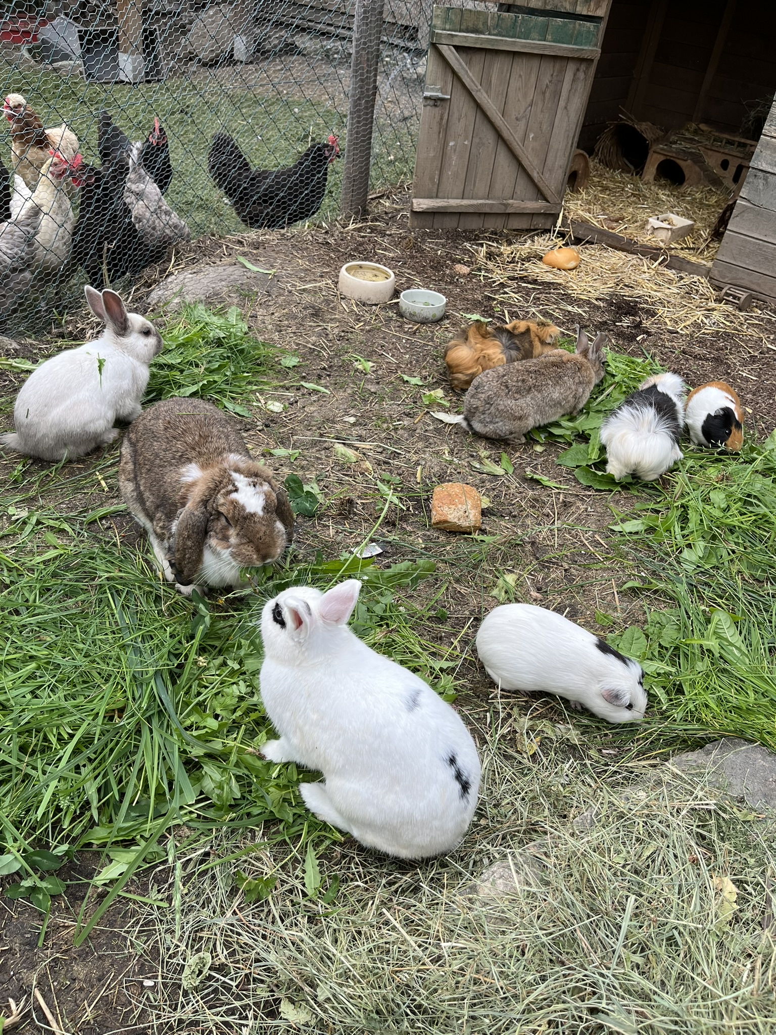 Ferien Bauernhof: Streichelzoo - Freihaushof