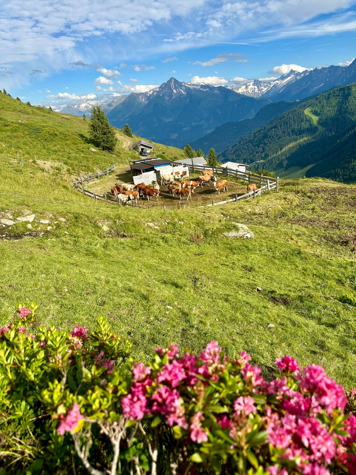 Ferien Bauernhof: Almleben - Freihaushof