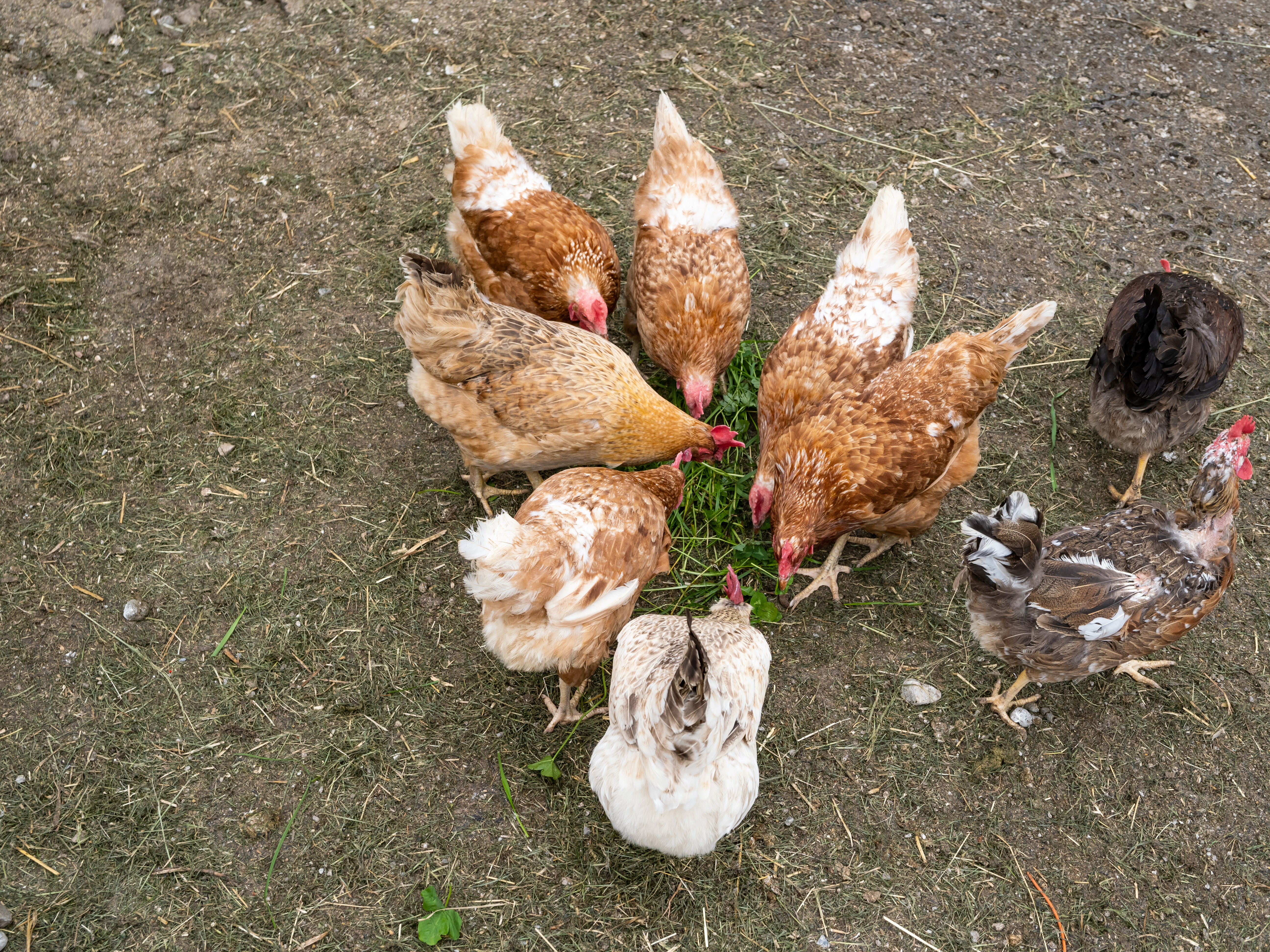 Freihaushof Our animals Chickeria